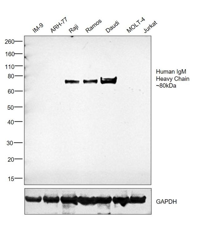 Human IgM Secondary Antibody in Western Blot (WB)
