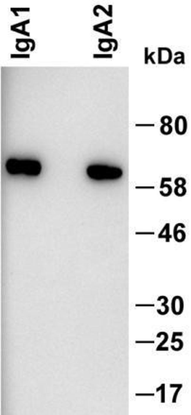 Human IgA Secondary Antibody in Western Blot (WB)