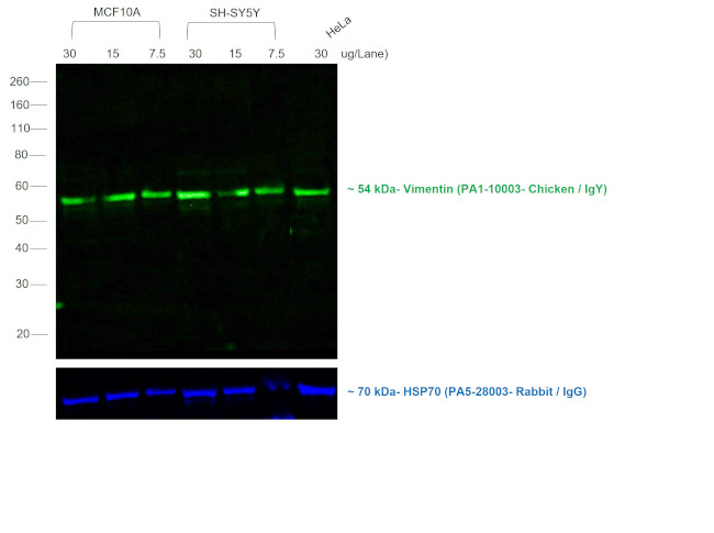 Chicken IgY (H+L) Secondary Antibody in Western Blot (WB)