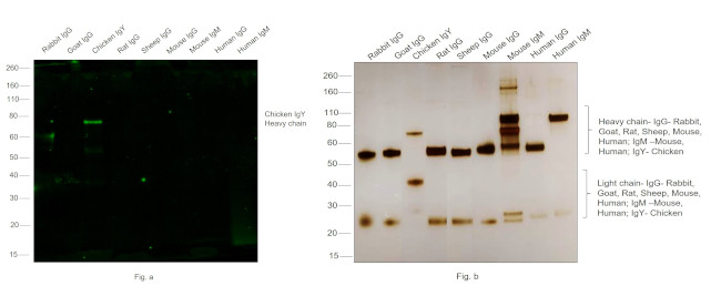 Chicken IgY (H+L) Secondary Antibody in Western Blot (WB)