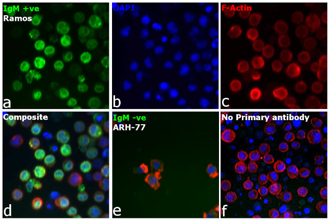 Human IgM Secondary Antibody