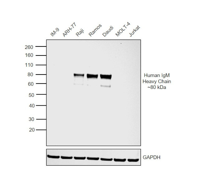 Human IgM Secondary Antibody