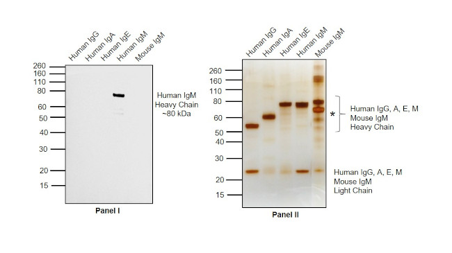 Human IgM Secondary Antibody