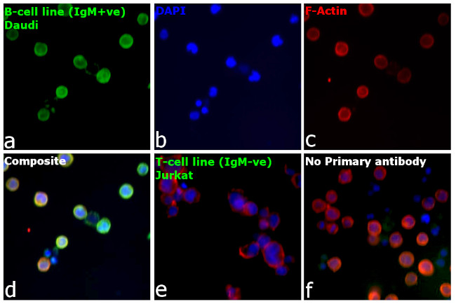 Human IgM Secondary Antibody in Immunocytochemistry (ICC/IF)