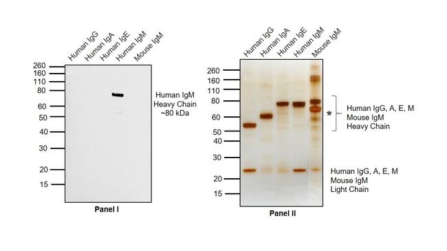 Human IgM Secondary Antibody in Western Blot (WB)