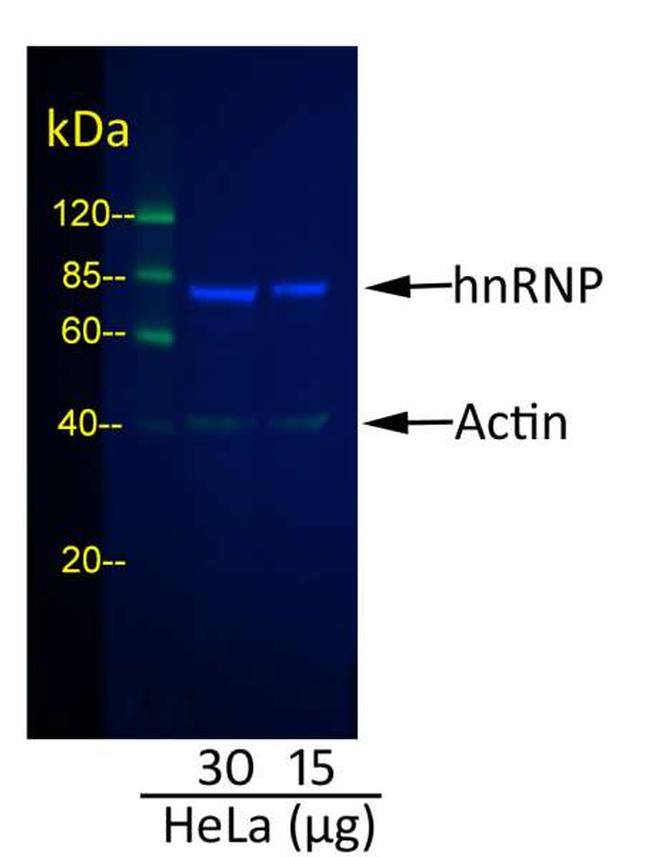 Rabbit IgG (H+L) Cross-Adsorbed Secondary Antibody in Western Blot (WB)