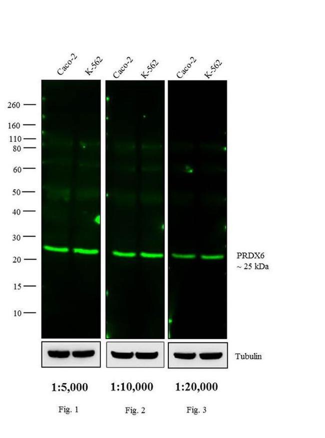 Rabbit IgG (H+L) Cross-Adsorbed Secondary Antibody in Western Blot (WB)