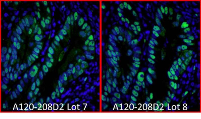 Rabbit IgG (H+L) Cross-Adsorbed Secondary Antibody in Immunohistochemistry (Paraffin) (IHC (P))