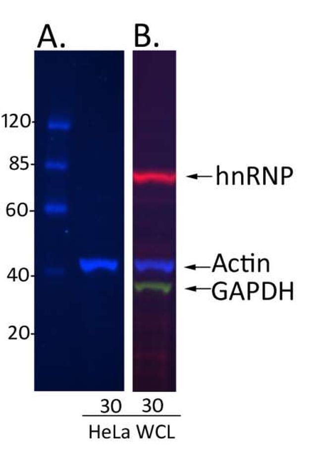 Rabbit IgG (H+L) Cross-Adsorbed Secondary Antibody in Western Blot (WB)