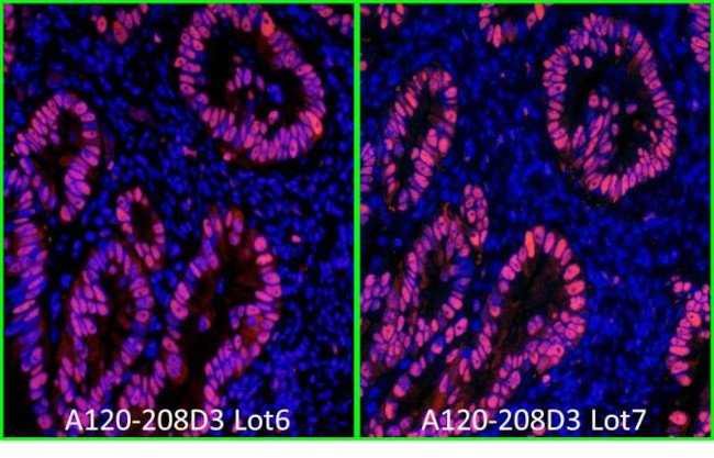 Rabbit IgG (H+L) Cross-Adsorbed Secondary Antibody in Immunohistochemistry (Paraffin) (IHC (P))