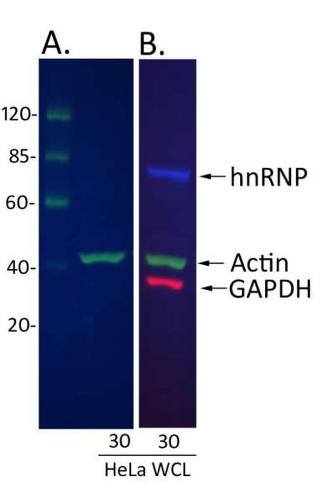 Rabbit IgG (H+L) Cross-Adsorbed Secondary Antibody in Western Blot (WB)