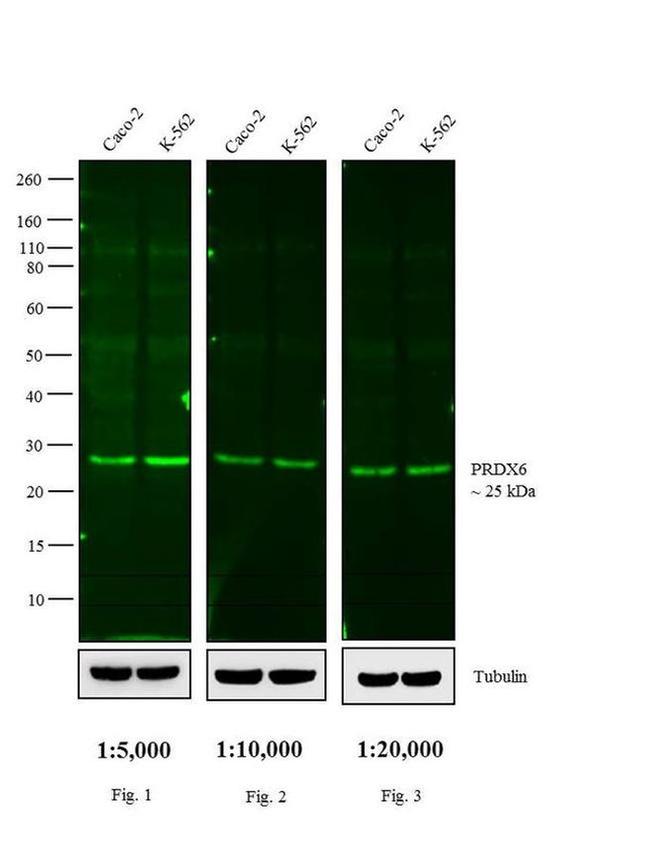 Rabbit IgG (H+L) Cross-Adsorbed Secondary Antibody in Western Blot (WB)