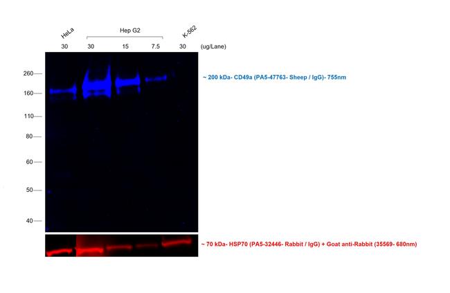 Sheep IgG (H+L) Cross-Adsorbed Secondary Antibody in Western Blot (WB)