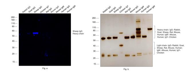 Sheep IgG (H+L) Cross-Adsorbed Secondary Antibody in Western Blot (WB)