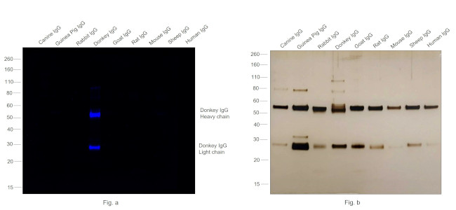 Donkey IgG (H+L) Secondary Antibody