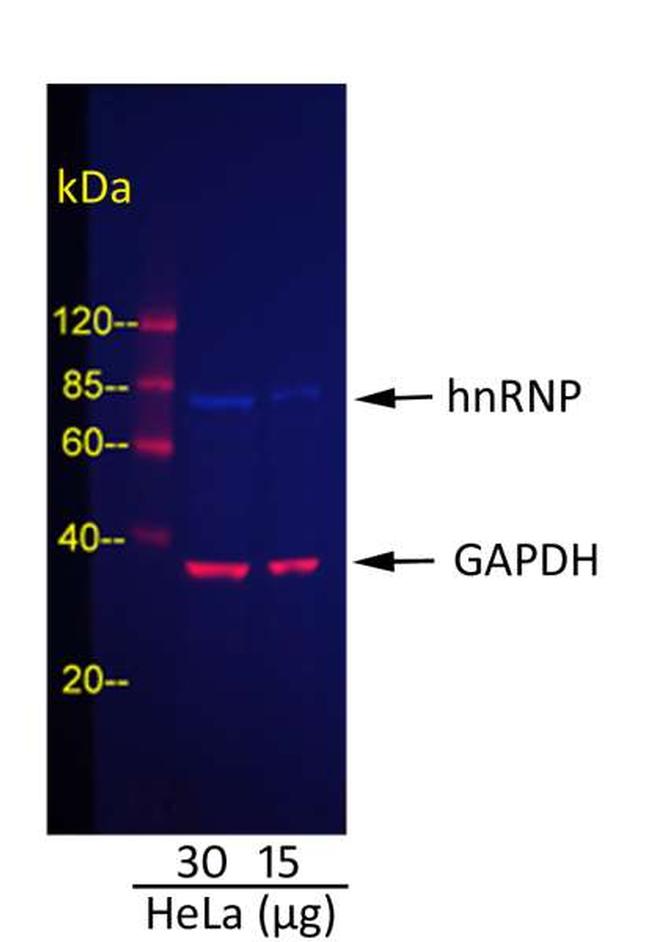 Goat IgG (H+L) Cross-Adsorbed Secondary Antibody in Western Blot (WB)