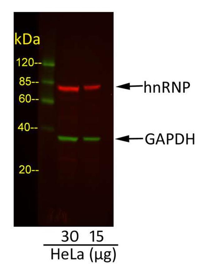 Goat IgG (H+L) Cross-Adsorbed Secondary Antibody in Western Blot (WB)