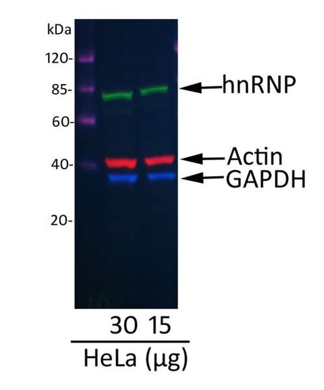 Goat IgG (H+L) Cross-Adsorbed Secondary Antibody in Western Blot (WB)