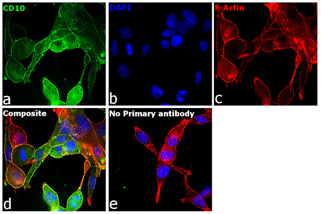 Goat IgG (H+L) Cross-Adsorbed Secondary Antibody in Immunocytochemistry (ICC/IF)