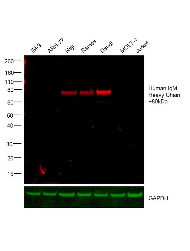Human IgM Cross-Adsorbed Secondary Antibody in Western Blot (WB)