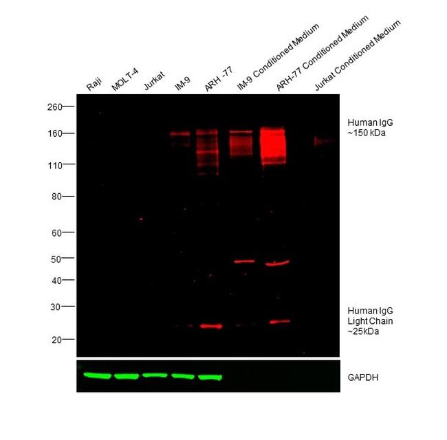 Human IgG (H+L) Cross-Adsorbed Secondary Antibody in Western Blot (WB)