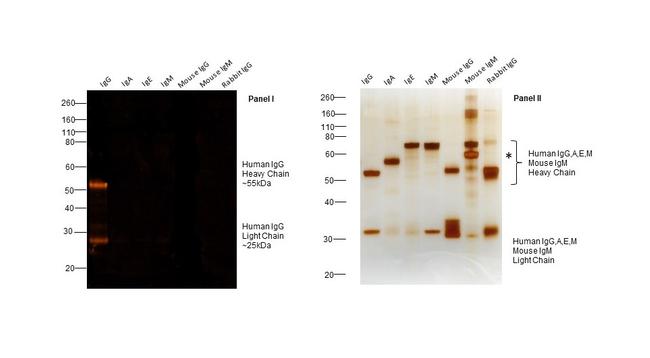 Human IgG (H+L) Cross-Adsorbed Secondary Antibody in Western Blot (WB)