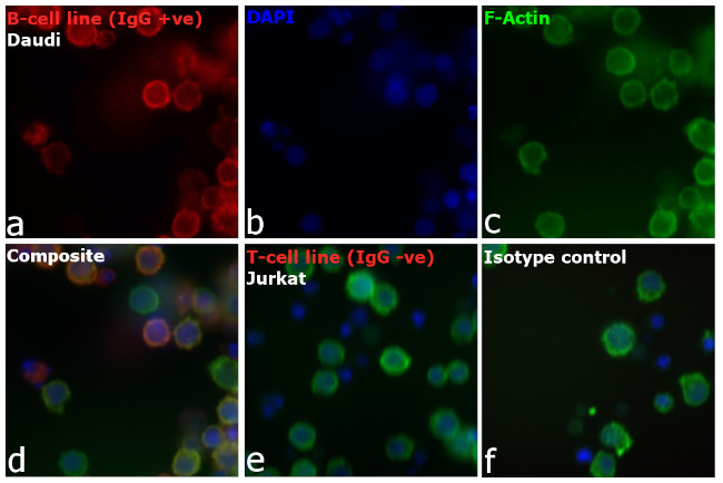 Human IgG (H+L) Cross-Adsorbed Secondary Antibody in Immunocytochemistry (ICC/IF)