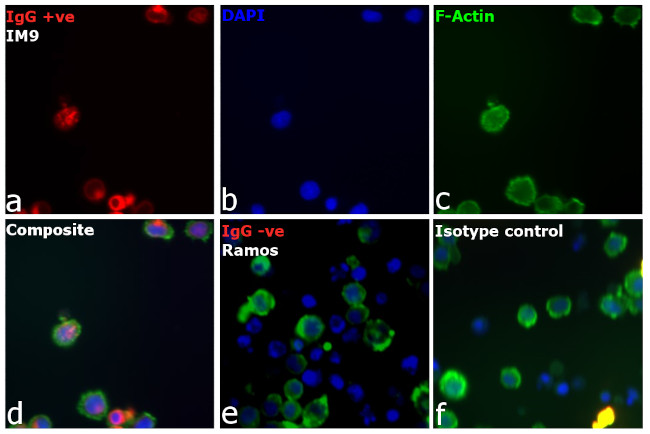 Human IgG (H+L) Cross-Adsorbed Secondary Antibody