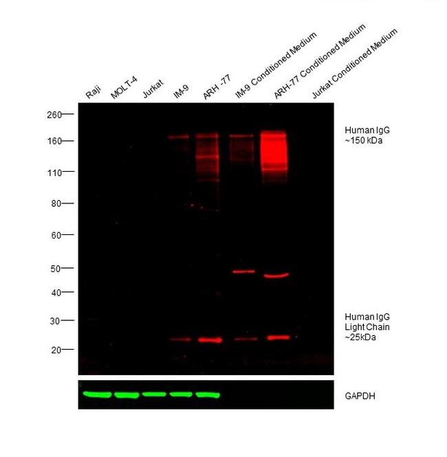 Human IgG (H+L) Cross-Adsorbed Secondary Antibody in Western Blot (WB)