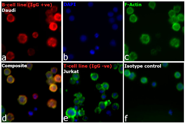 Human IgG (H+L) Cross-Adsorbed Secondary Antibody in Immunocytochemistry (ICC/IF)