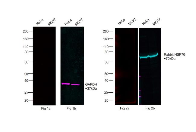 Human IgG (H+L) Cross-Adsorbed Secondary Antibody in Western Blot (WB)