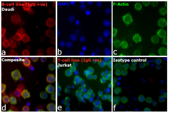 Human IgG (H+L) Cross-Adsorbed Secondary Antibody in Immunocytochemistry (ICC/IF)