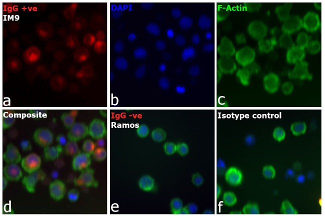 Human IgG (H+L) Cross-Adsorbed Secondary Antibody in Immunocytochemistry (ICC/IF)