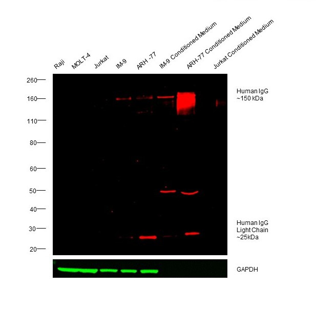 Human IgG (H+L) Cross-Adsorbed Secondary Antibody