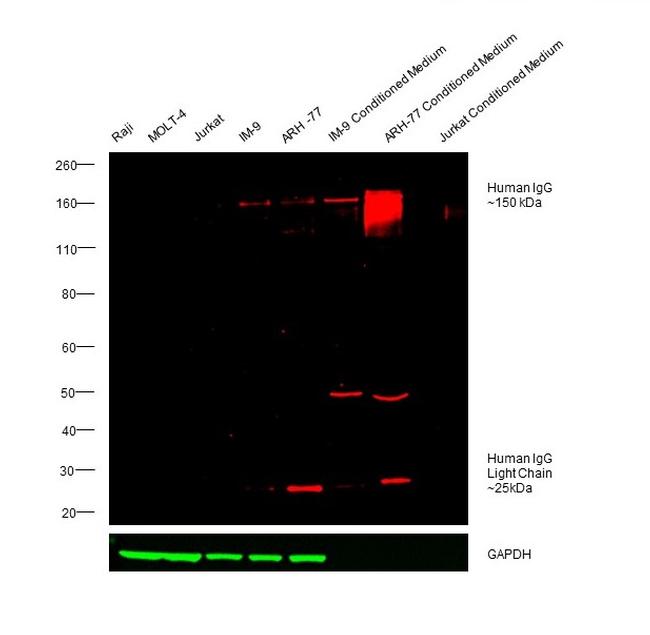 Human IgG (H+L) Cross-Adsorbed Secondary Antibody in Western Blot (WB)