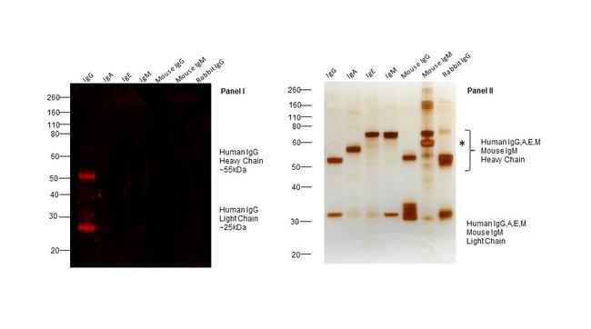 Human IgG (H+L) Cross-Adsorbed Secondary Antibody in Western Blot (WB)