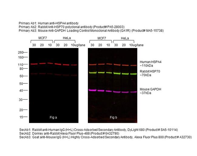 Human IgG (H+L) Cross-Adsorbed Secondary Antibody in Western Blot (WB)