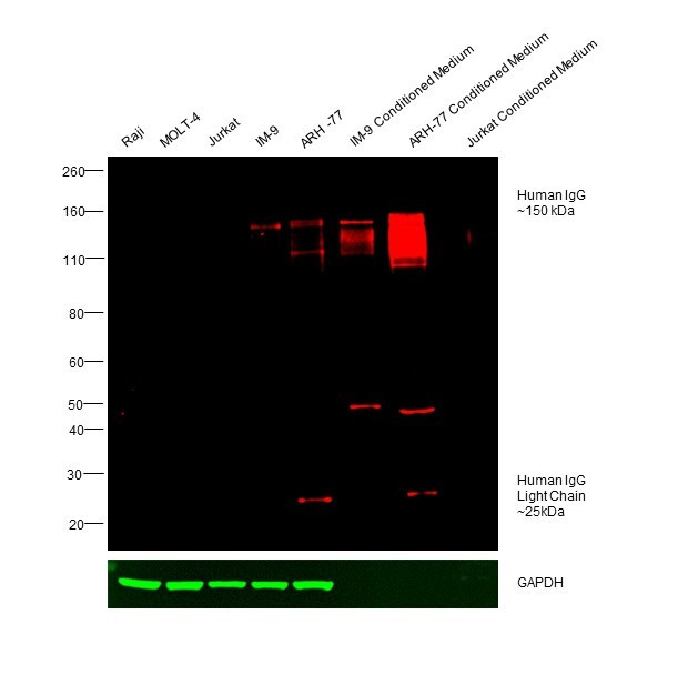 Human IgG (H+L) Cross-Adsorbed Secondary Antibody