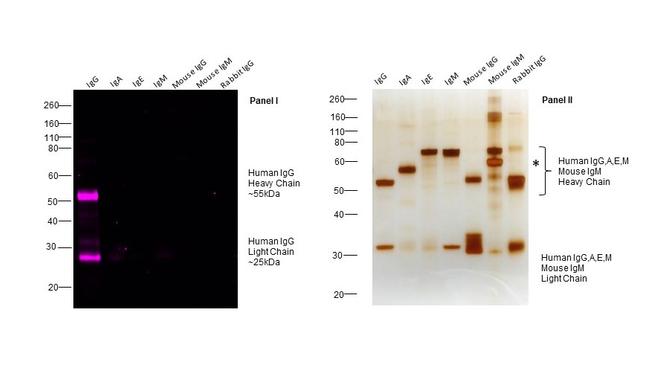 Human IgG (H+L) Cross-Adsorbed Secondary Antibody in Western Blot (WB)