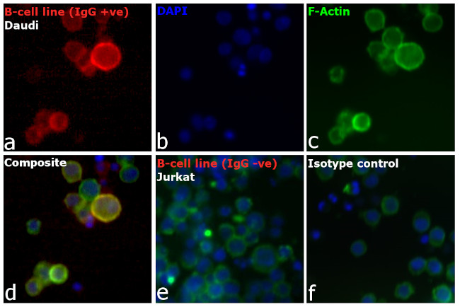 Human IgG (H+L) Cross-Adsorbed Secondary Antibody in Immunocytochemistry (ICC/IF)