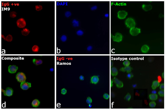 Human IgG (H+L) Cross-Adsorbed Secondary Antibody in Immunocytochemistry (ICC/IF)