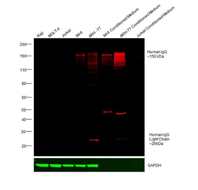 Human IgG (H+L) Cross-Adsorbed Secondary Antibody in Western Blot (WB)