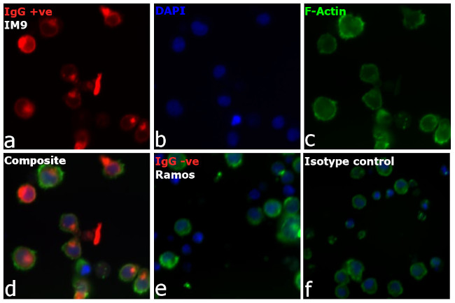 Human IgG (H+L) Cross-Adsorbed Secondary Antibody in Immunocytochemistry (ICC/IF)