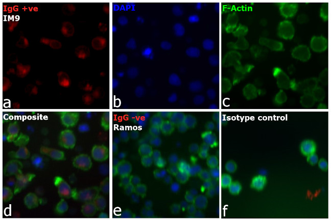 Human IgG (H+L) Cross-Adsorbed Secondary Antibody in Immunocytochemistry (ICC/IF)