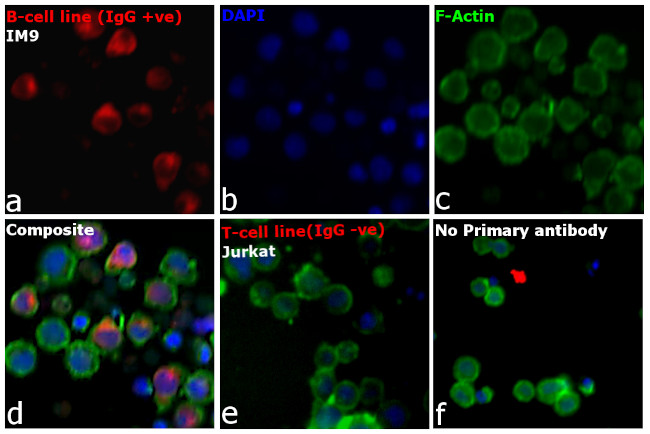 Human IgG Fc Cross-Adsorbed Secondary Antibody in Immunocytochemistry (ICC/IF)