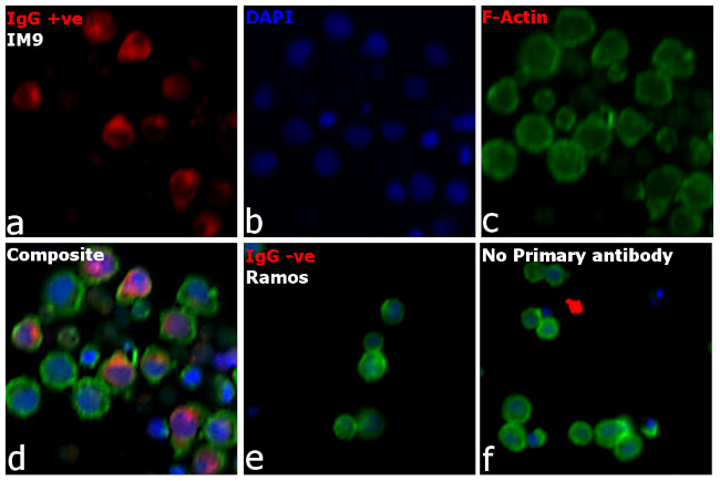 Human IgG Fc Cross-Adsorbed Secondary Antibody in Immunocytochemistry (ICC/IF)