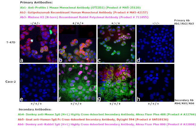 Human IgG Fc Cross-Adsorbed Secondary Antibody