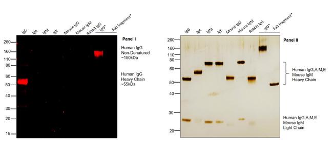 Human IgG Fc Cross-Adsorbed Secondary Antibody in Western Blot (WB)