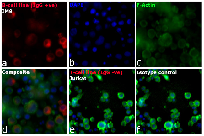 Human IgG Fc Cross-Adsorbed Secondary Antibody in Immunocytochemistry (ICC/IF)