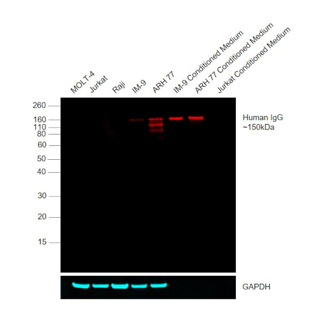 Human IgG Fc Cross-Adsorbed Secondary Antibody